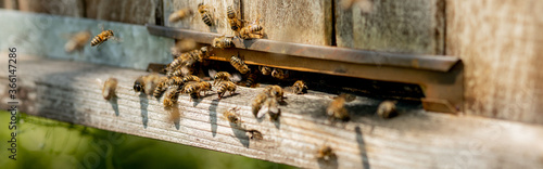 A lot of bees returning to bee hive and entering beehive with collected floral nectar and flower pollen. Swarm of bees collecting nectar from flowers. Healthy organic farm honey.