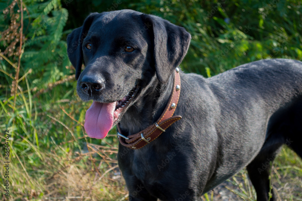 black labrador dog