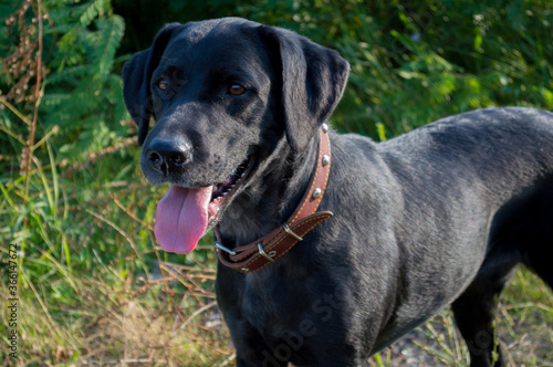 black labrador dog