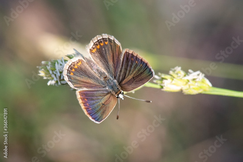 butterfly on a flower