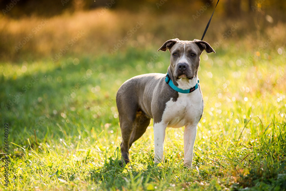 puppy staffordshire terrier walks in the park in autumn