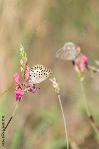 Photography butterfly on flower