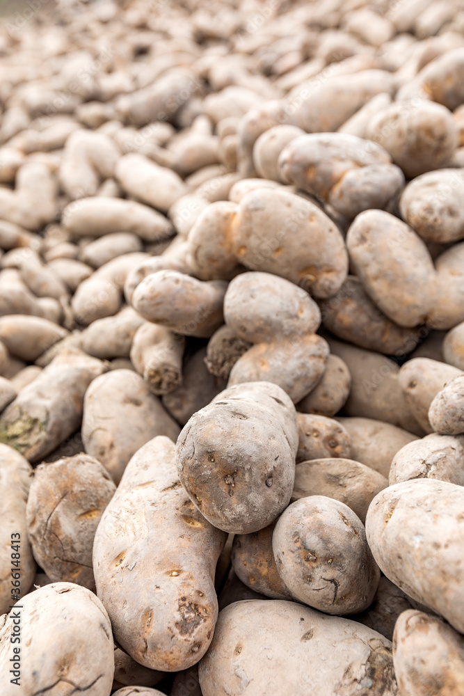 Pile of potatoes left for public by farmers during COVID-19 pandemic Pile of potatoes left for public by farmers during COVID-19 pandemic