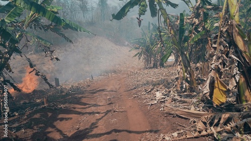 Global warming crisis. Slash and burn agriculture. Climate change, deforestation.