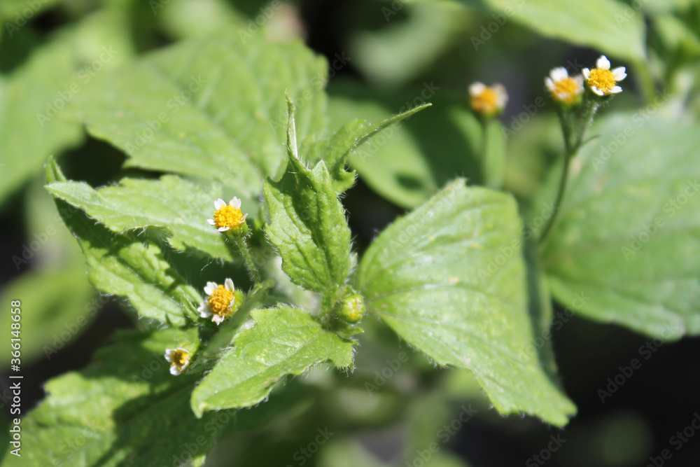 Hairy Galingosa Flowers - Quickweed Hairy Galingosa Flowers - Quickweed