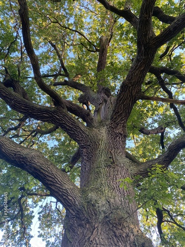 old oak tree