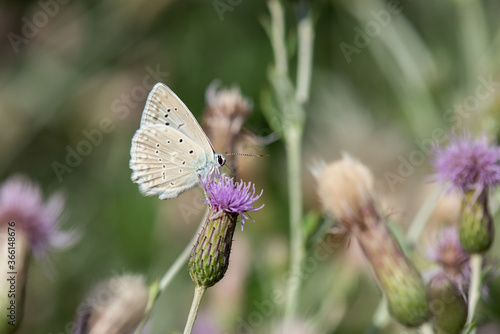 Lycaenidae / Çokgözlü Dafnis / / Polyommatus daphnis photo