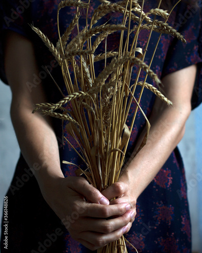 Golden ears of wheat in the hands of a young girl. Concept of harvesting. Wheat sprouts
