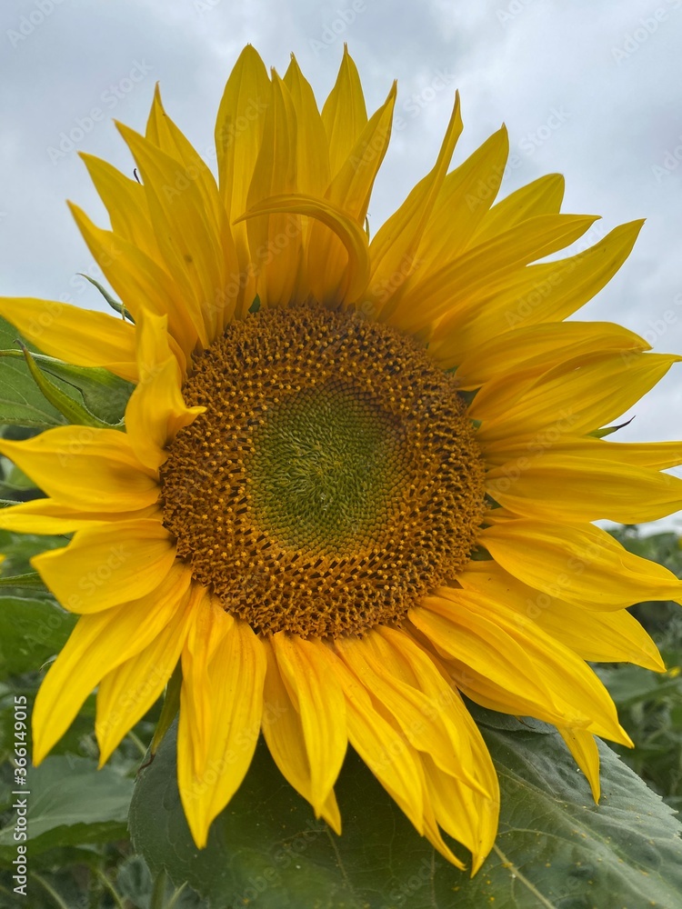 Naklejka premium sunflower in the field