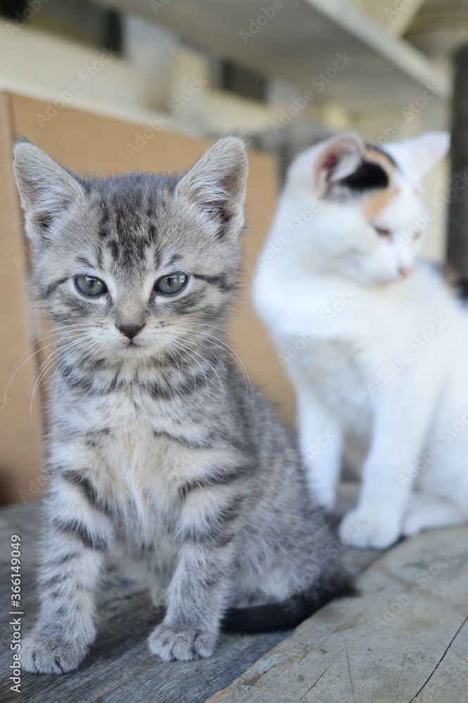 gray and white cat and kitten