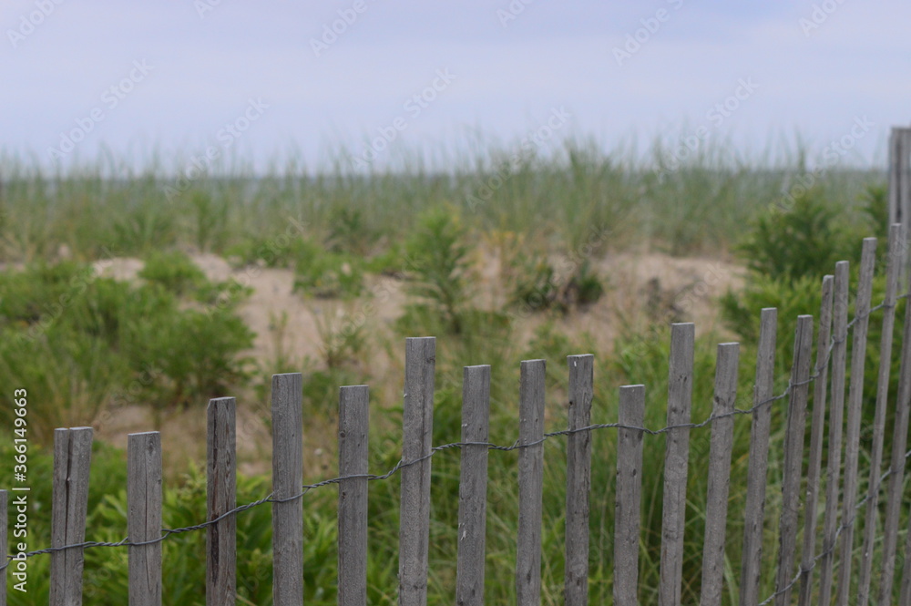 Fototapeta premium beach grass and fence