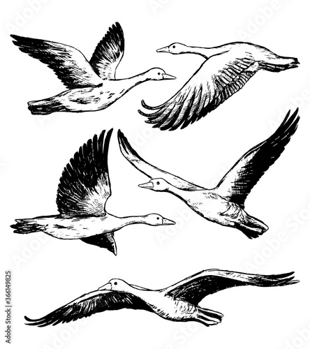 Collection of flying greylag geese isolated on white. Set of hand drawn vector illustration. Realistic black ink sketches of wild birds. Vintage graphic elements for design, prints, card, poster etc.
