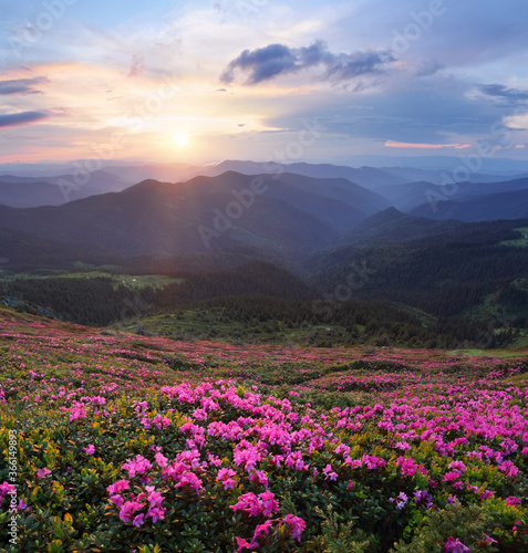 The lawns are covered by pink rhododendron flowers. Amazing spring day. Scenery of the sunrise at the high mountains. Beautiful natural wallpaper background.