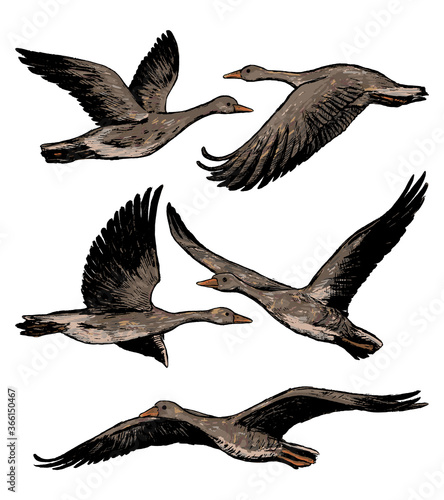 Collection of flying greylag geese isolated on white. Set of hand drawn vector illustration. Realistic ink sketches of wild birds. Colored vintage graphic elements for design, prints, card, poster etc