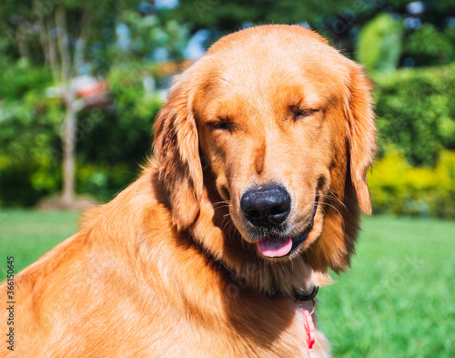 Portrait Golden Retriever with tongue out