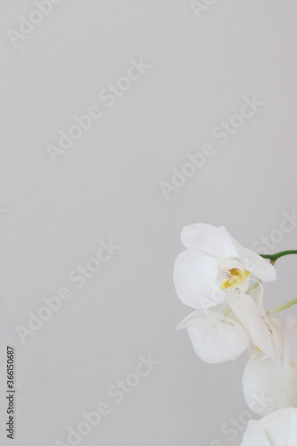 Orchid stands alone 