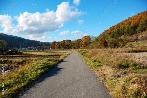 のどかな田舎町の田んぼ、オレンジ色に紅葉した防風林、秋の晴れた日のアスファルトの一本道。田園風景。長閑。青い空、白い雲。