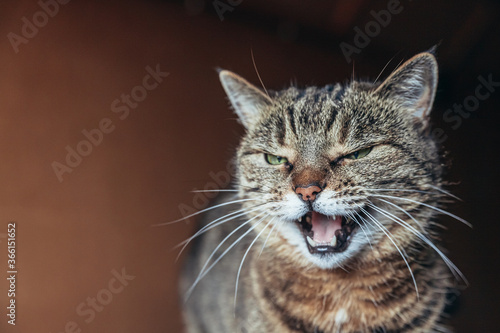 Wall Mural Funny portrait arrogant short-haired domestic tabby cat posing on dark brown background
