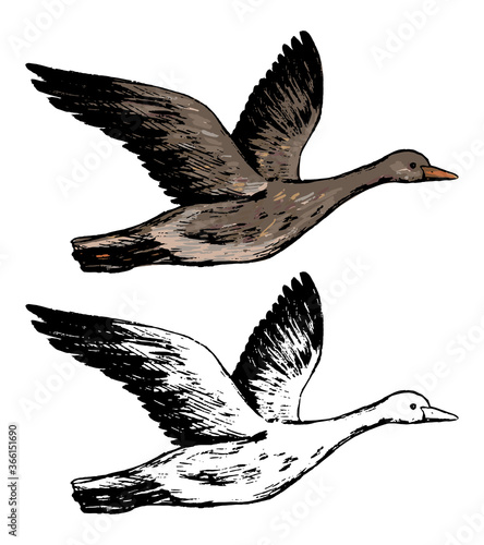 Drawing of flying greylag goose. Realistic ink sketch of wild bird. Hand drawn vector illustration in vintage style. Set of contour and color element isolated on white, for design, decor, print, card.