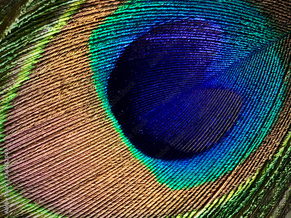 Obraz premium peacock feather close up
