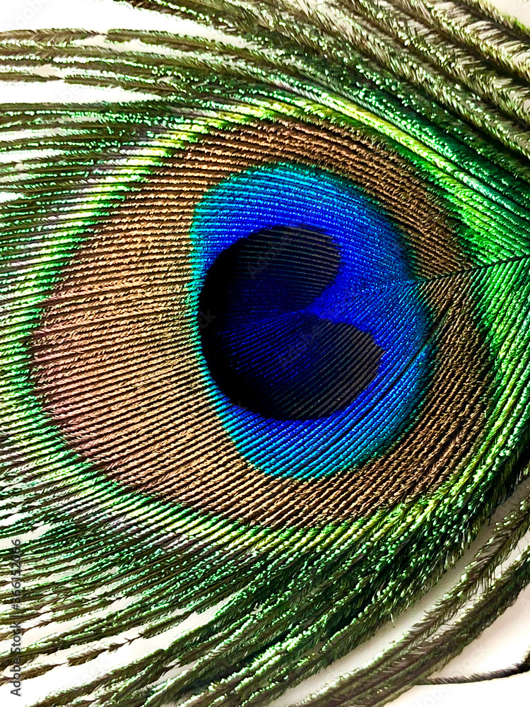 Obraz premium peacock feather close up