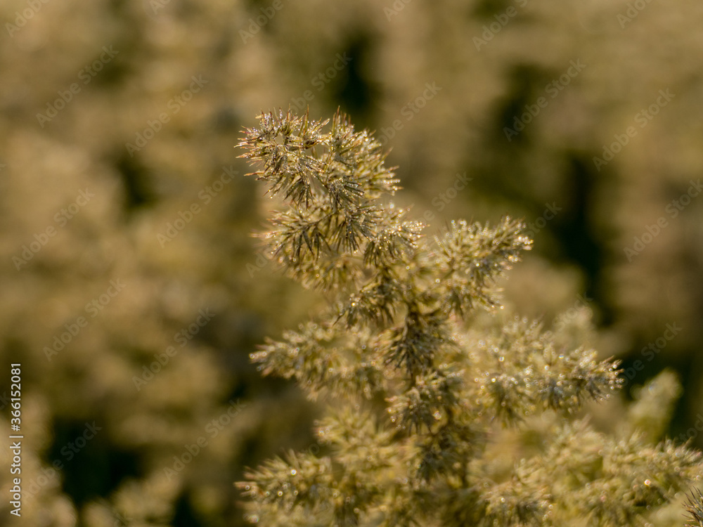 Weed grass in the fog.Field grass Weed grass in the fog.Field grass