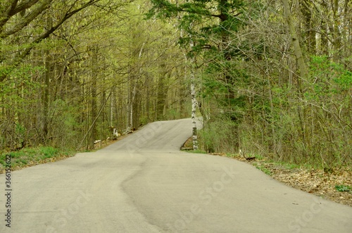 Empty paved road leading into the forest / wooded area