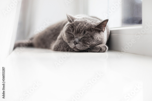 Beautiful fluffy shorthair British cat lying on the windowsill and has relax