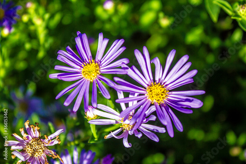 European Michaelmas-Daisy