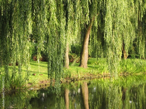 Weeping golden willow trees by the pond in Oruński Park, Gdansk, Poland