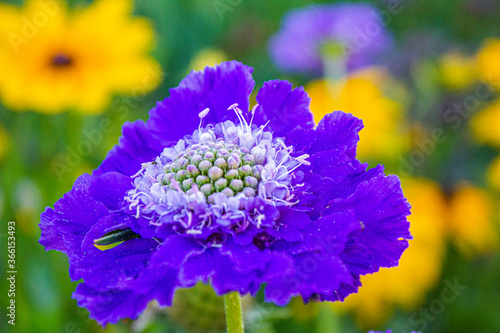 Caucasian Pincushion Flower