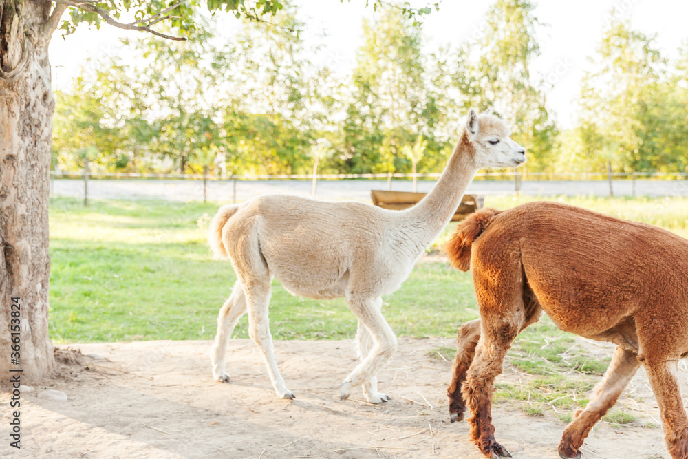 Cute alpaca with funny face relaxing on ranch in summer day. Domestic alpacas grazing on pasture in natural eco farm countryside background. Animal care and ecological farming concept Cute alpaca with funny face relaxing on ranch in summer day. Domestic alpacas grazing on pasture in natural eco farm countryside background. Animal care and ecological farming concept
