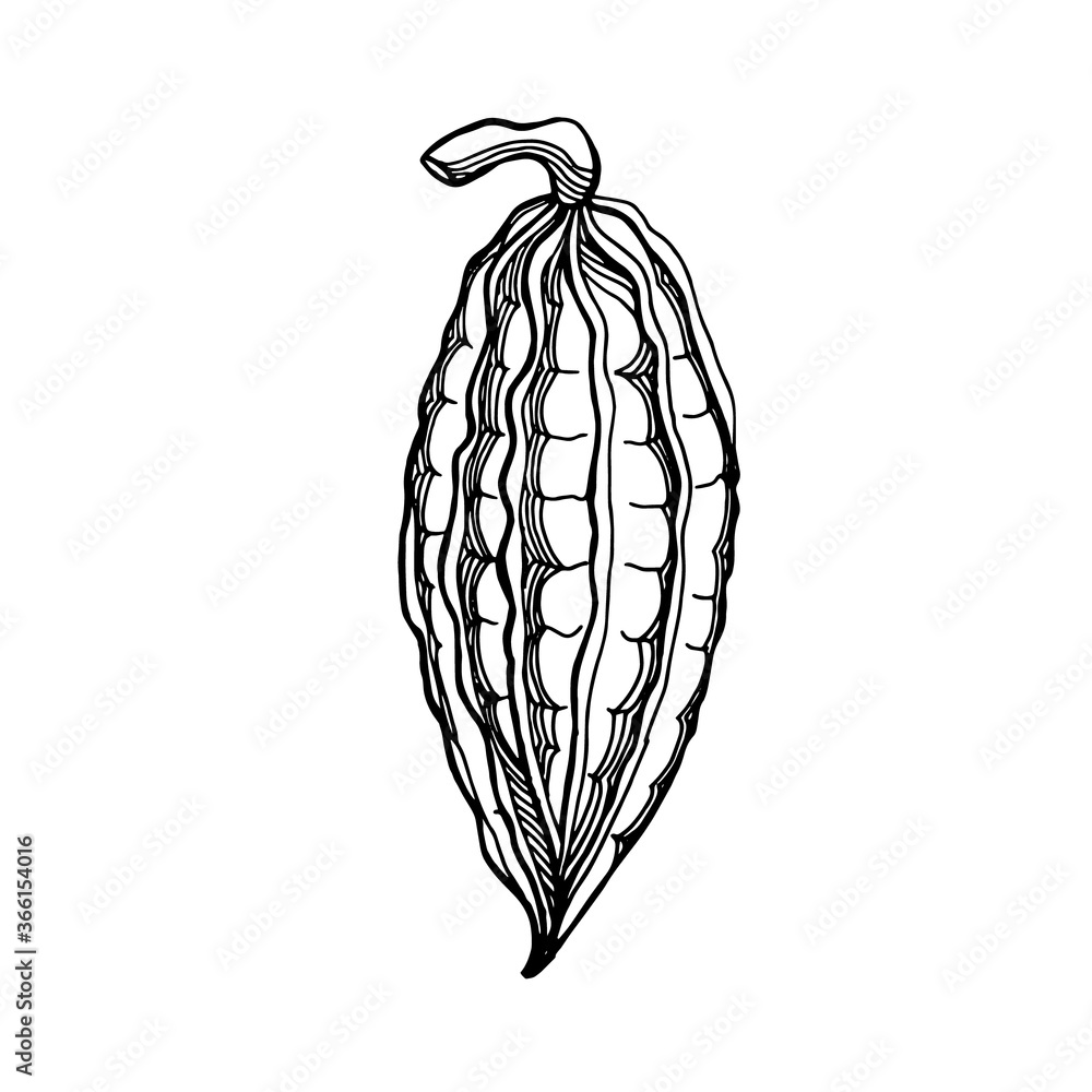 Fototapeta premium A hand-drawn graphic image of a cocoa fruit. Black and white vector image isolated on white background.