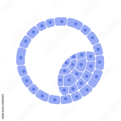 Reproductive system concept