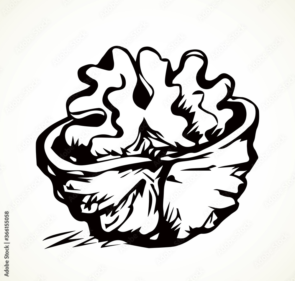 Broken walnut kernel. Vector drawing Broken walnut kernel. Vector drawing