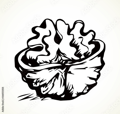 Broken walnut kernel. Vector drawing