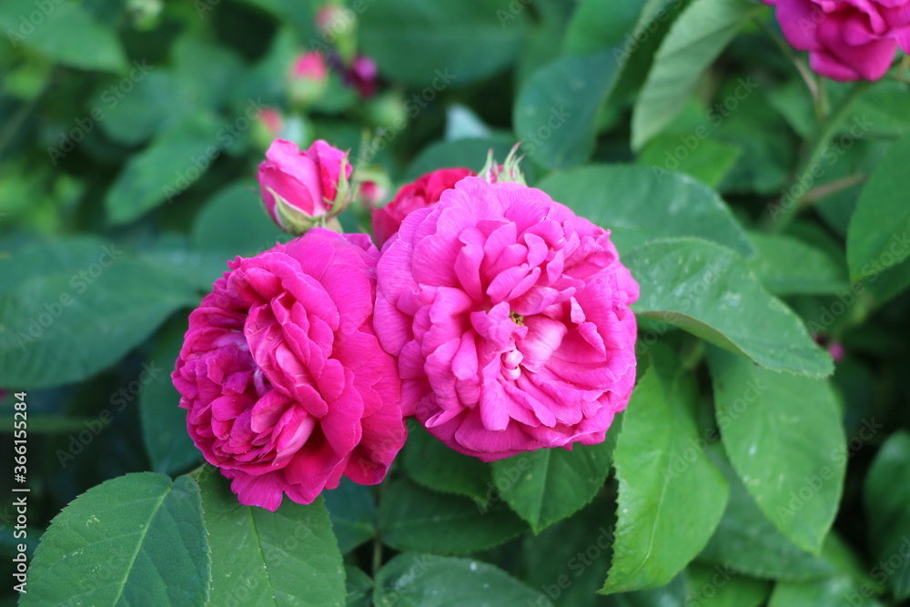 Rose garden, Sweden