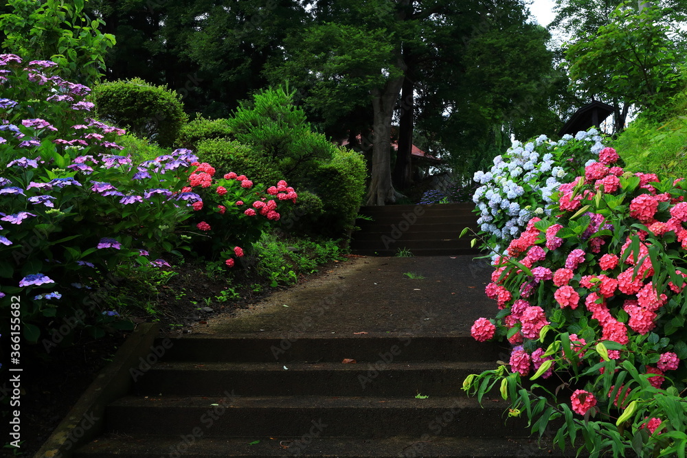 Obraz premium 森に咲く紫陽花