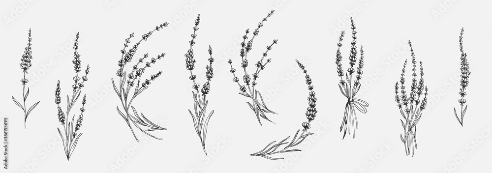 © Anastasiya - Set of floral elements for design - lavender, lavandula branch. Sketch element for labels, packaging and cards design. © Anastasiya - Set of floral elements for design - lavender, lavandula branch. Sketch element for labels, packaging and cards design.