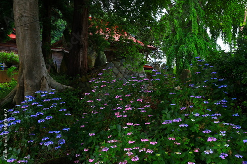 森に咲く紫陽花