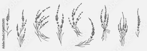 Photo Set of floral elements for design - lavender, lavandula branch