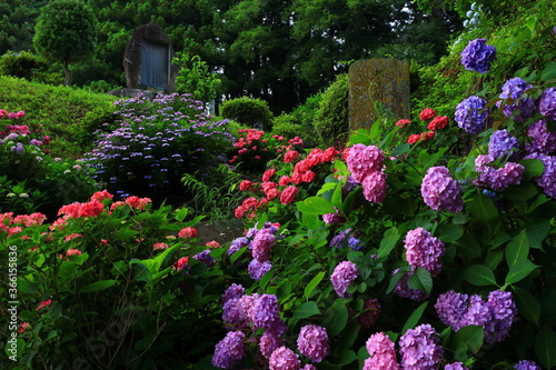 森に咲く紫陽花