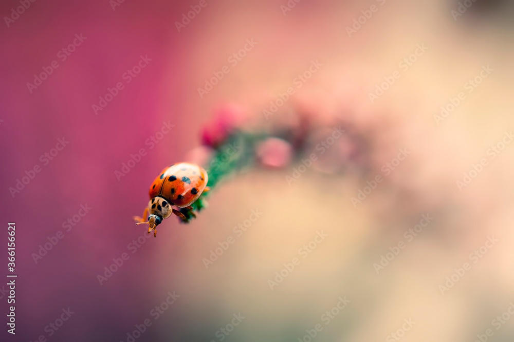 Close-up of ladybug crawling on plant Close-up of ladybug crawling on plant