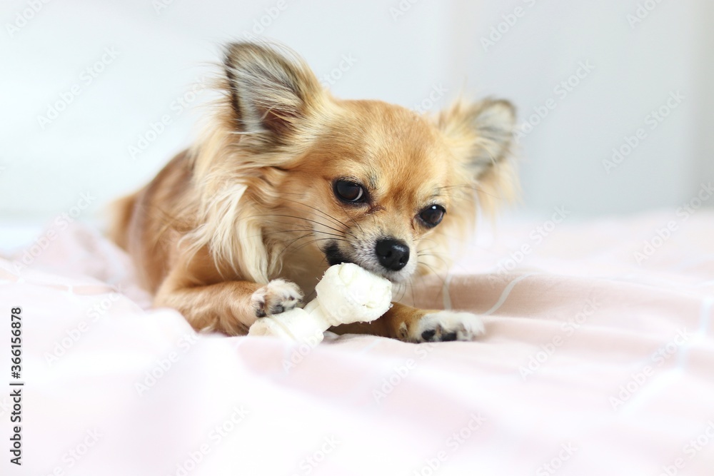 Chihuahua dog, animal, home, cute

