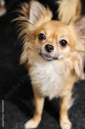 Chihuahua dog  animal  home  cute 