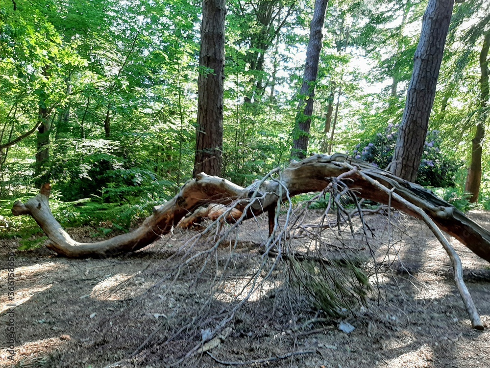 Obraz premium tree in the woods