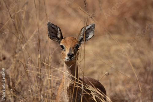 Portrait of a lone Steenbok standing in grass, staring curiously at the camera in the South African bushveld.