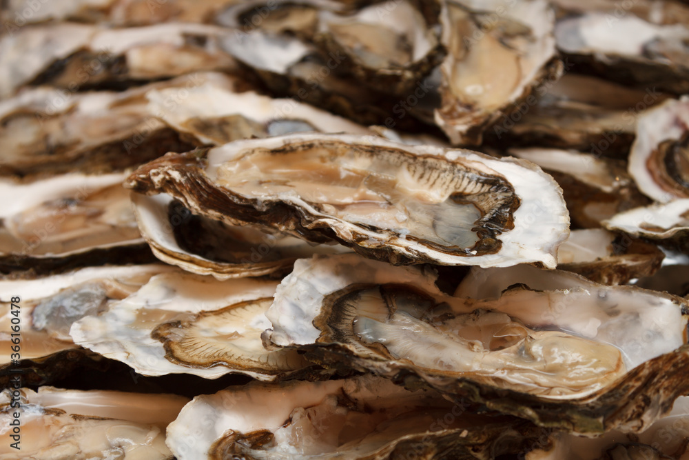 Many large oysters in shells served on ice. Many large oysters in shells served on ice.