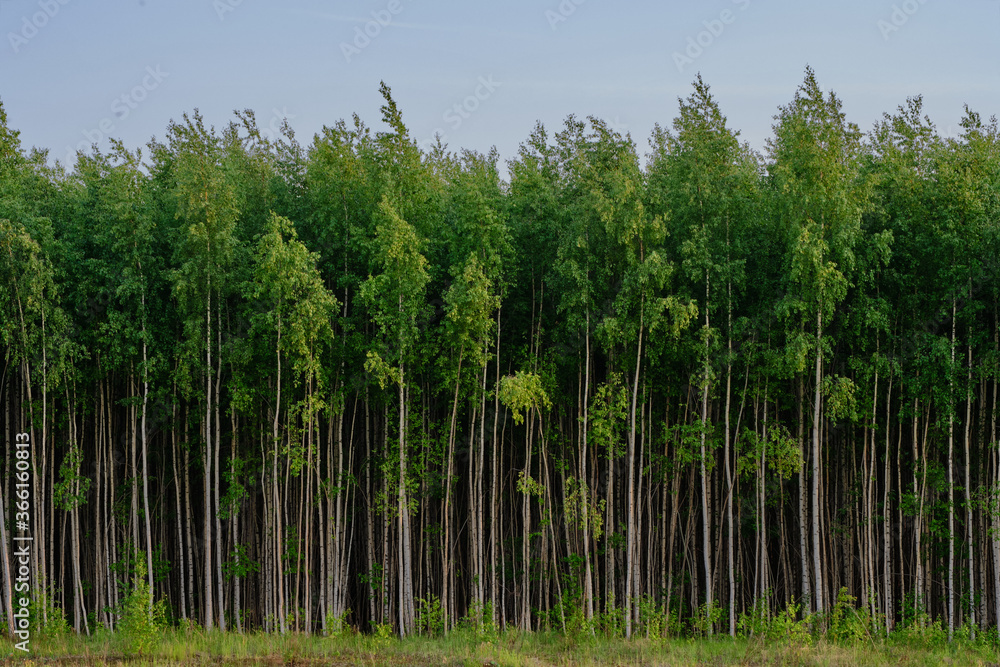 Fototapeta premium Green trees of wonderful edge of a forest with natural background. Long thin stems. Russian forest in summer season. Beautiful nature. Front view image. High saturated.
