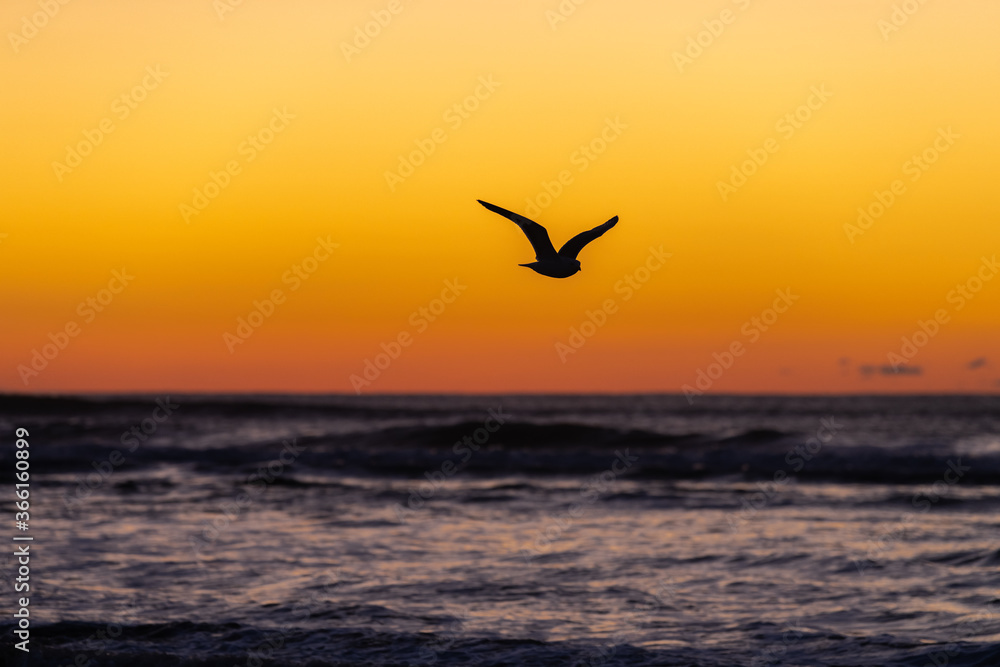 Seagull Flying over the Pacific Ocean at Sunset